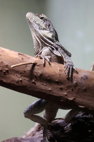 Frill-necked lizard — Stock Photo, Image