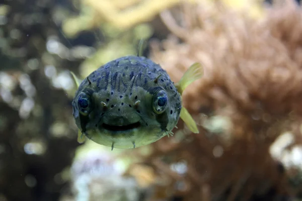 Blowfish — Stock Photo, Image