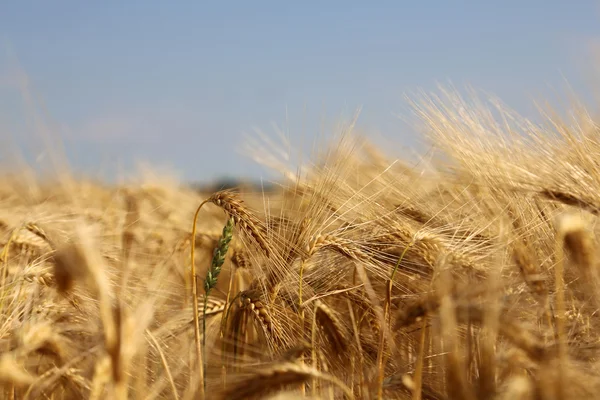 tahıl