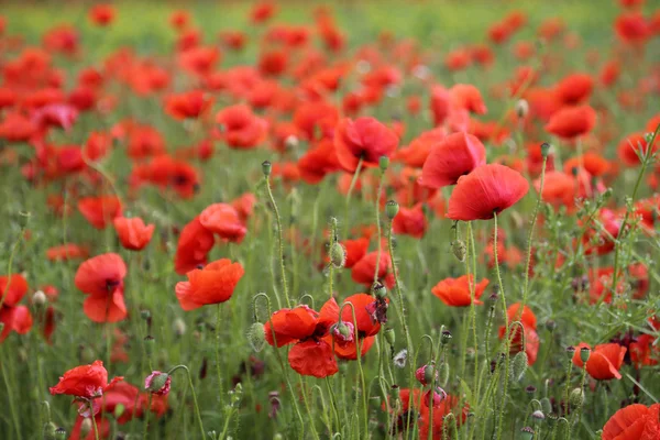 Corn poppy — Stock Photo, Image