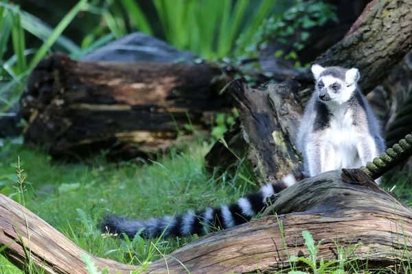 Ogoniasty lemur — Zdjęcie stockowe