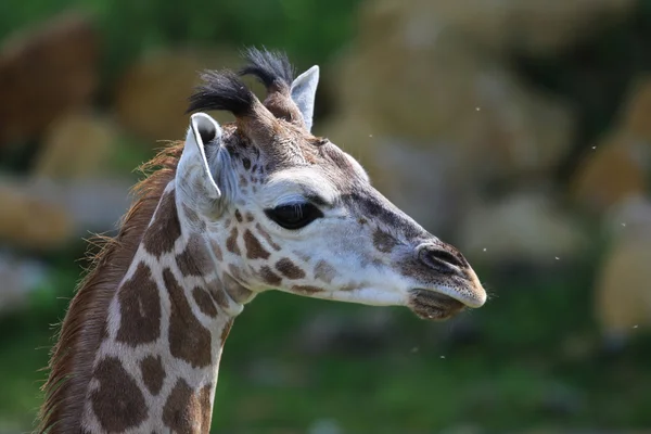 Jovem girafa — Fotografia de Stock