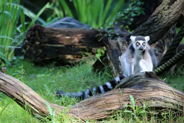 Lemur-de-cauda-anelada — Fotografia de Stock