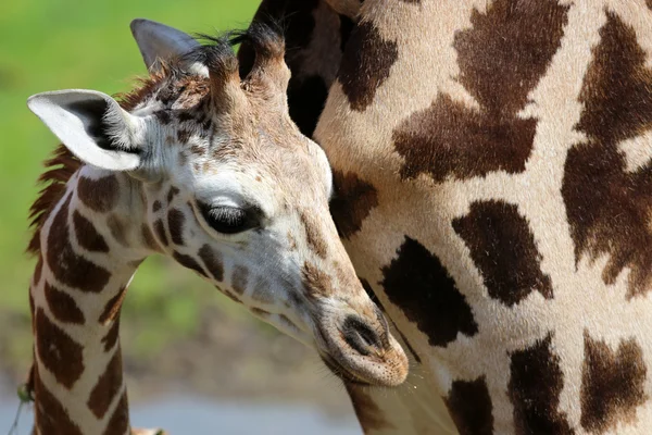 Junge Giraffe — Stockfoto