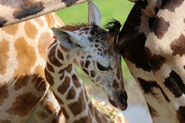 Junge Giraffe — Stockfoto