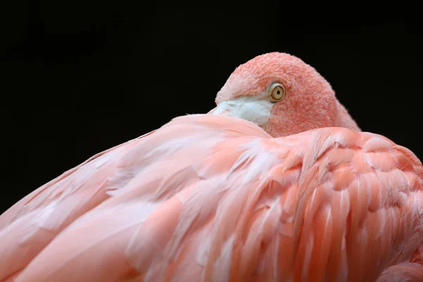 Flamingo — Stok fotoğraf