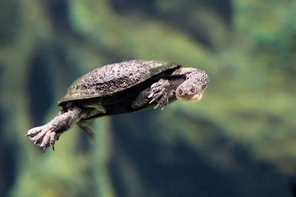 Yılan boyunlu kaplumbağa — Stok fotoğraf