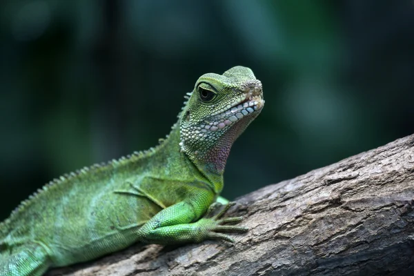 Yeşil su dragon — Stok fotoğraf
