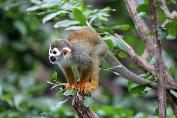 Squirrel monkey — Stock Photo, Image