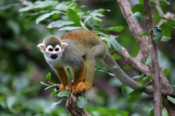 Squirrel monkey — Stockfoto