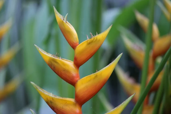 Kwiat helikonia — Zdjęcie stockowe