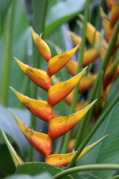 Flor de Heliconia — Foto de Stock