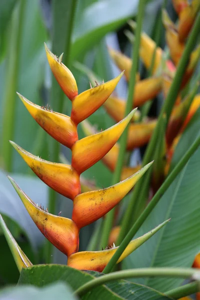 Heliconia flower — Stock Photo, Image