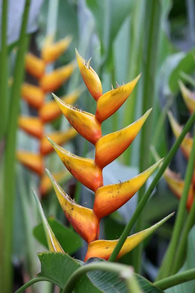 Heliconia bloem — Stockfoto