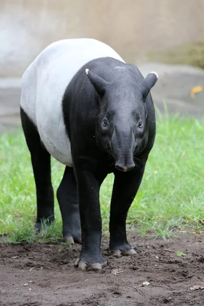 Tapir malaio — Fotografia de Stock