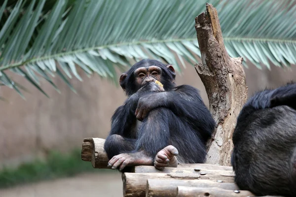 Chimpanzee — Stock Photo, Image