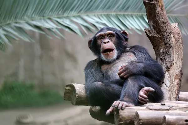 Chimpanzé — Fotografia de Stock