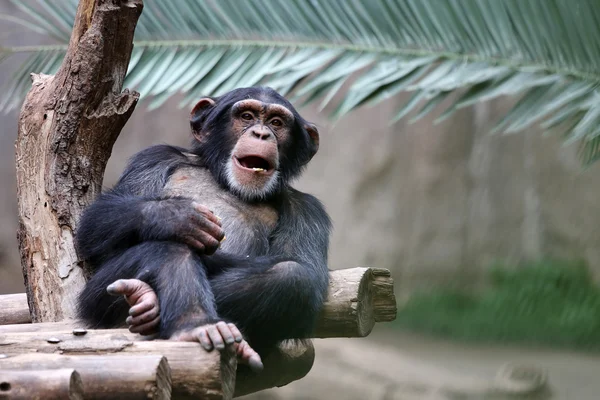 Chimpancé — Foto de Stock