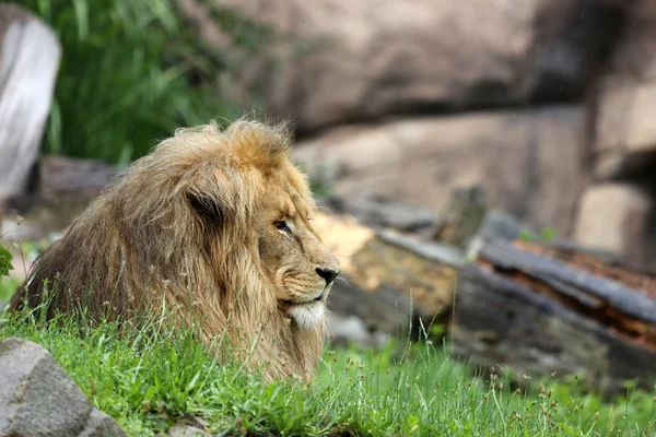 Majestic lion portrait — Stock Photo, Image