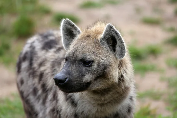 Gefleckte Hyäne — Stockfoto