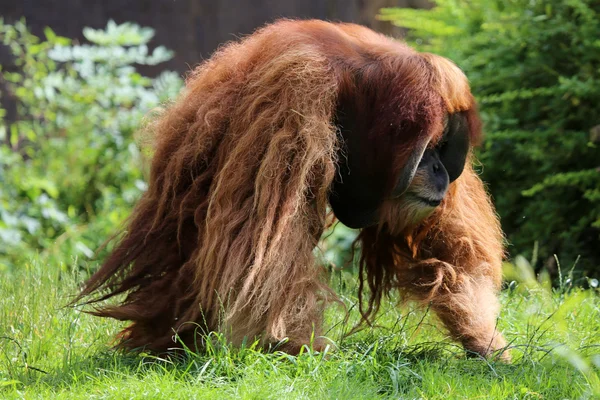 Büyük erkek orangutan utan Telifsiz Stok Imajlar