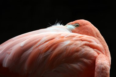 Flamingo portre