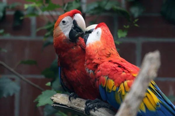 Šarlatové macaw — Stock fotografie
