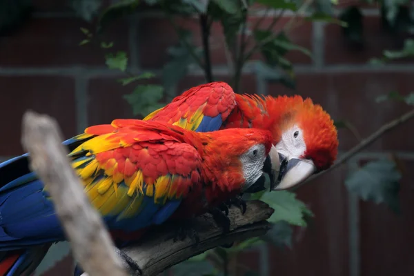 Guacamayo escarlata —  Fotos de Stock