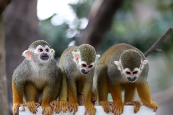 Squirrel Monkeys — Stock Photo, Image