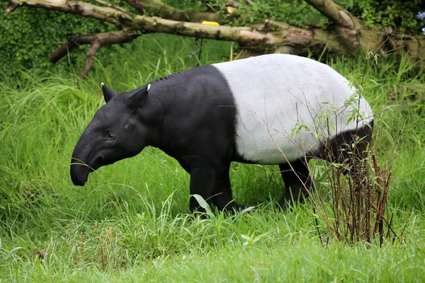 Tapiro — Foto Stock