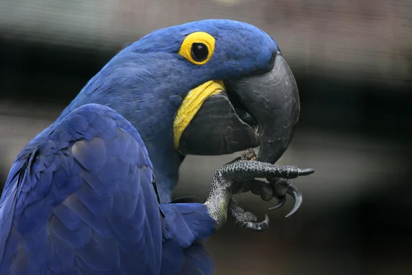 Sümbül Amerika papağanı — Stok fotoğraf