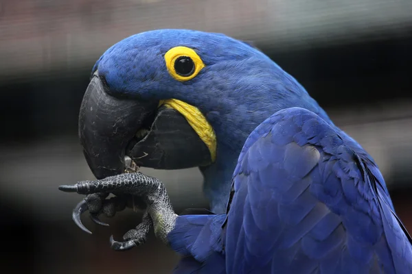 Guacamayo de jacinto — Foto de Stock