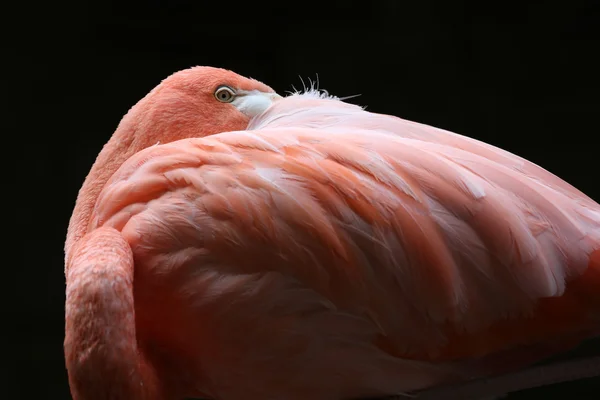 Flamingó portré — Stock Fotó