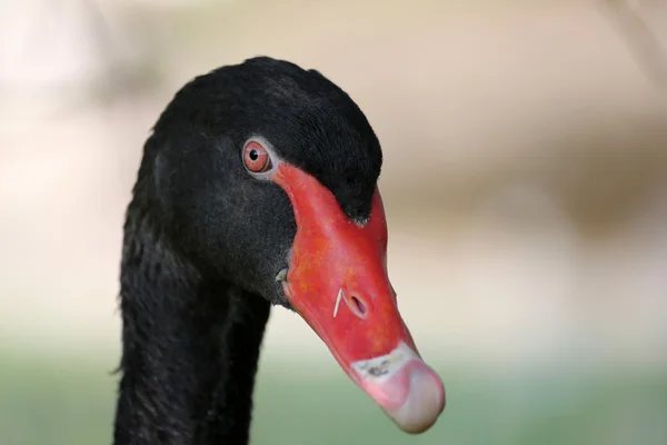 Black swan — Stock Photo, Image