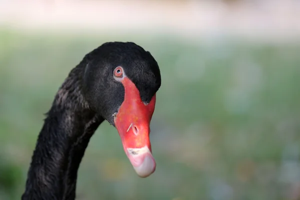 Cisne negro — Fotografia de Stock