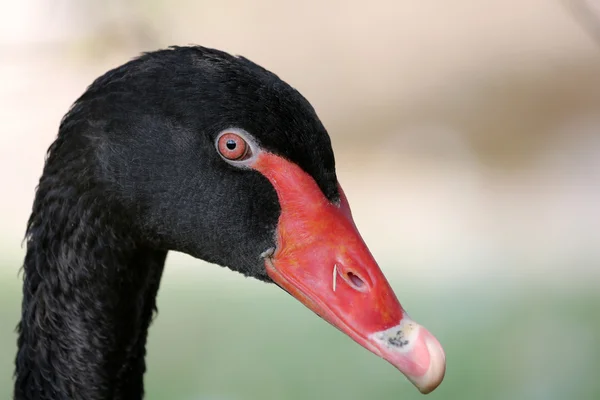 Cisne negro — Foto de Stock