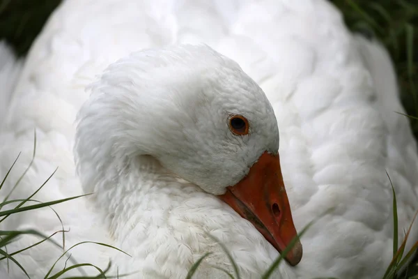 Goose — Stock Photo, Image