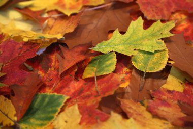 sonbahar yaprakları arka plan