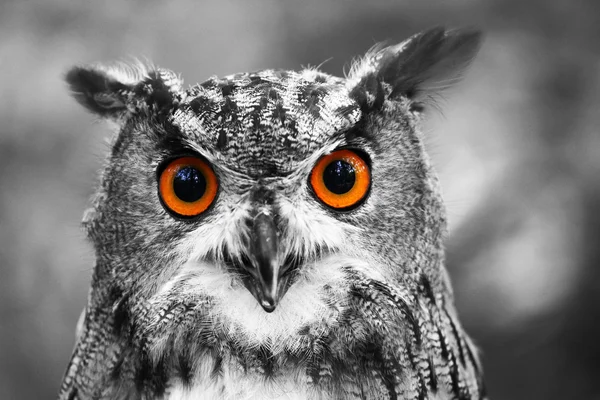 Eagle Owl Colorkey — Stock fotografie