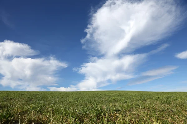 Fondo de hierba verde y cielo azul —  Fotos de Stock
