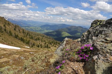 Avusturya Alplerinde at