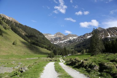 Avusturya Alplerinde at