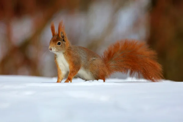 Eichhörnchen — Stockfoto