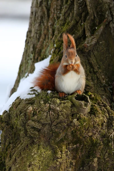 Eichhörnchen — Stockfoto