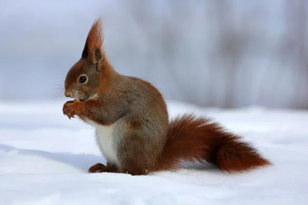 Eichhörnchen — Stockfoto