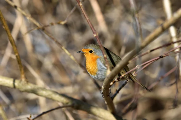 Vermelho europeu robin — Fotografia de Stock