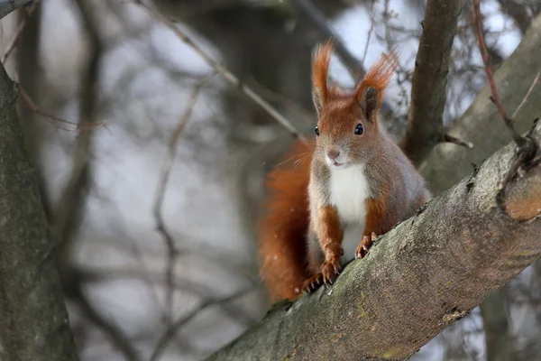 Eichhörnchen — Stockfoto