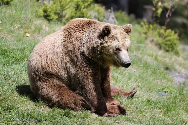 Brown bear — Stock Photo, Image