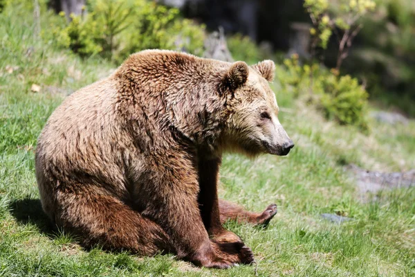 Бурый медведь Лицензионные Стоковые Изображения