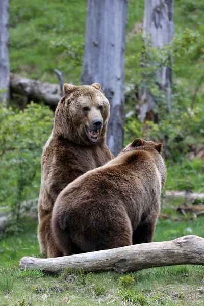 Боевые бурые медведи Лицензионные Стоковые Фото